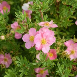 Potentilla fruticosa 'Pink Beauty' ('Lovely Pink') 10-15 cm